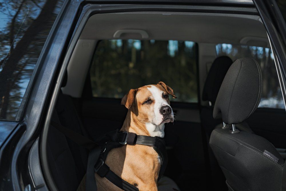 How To Keep Your Dog Safe In The Car