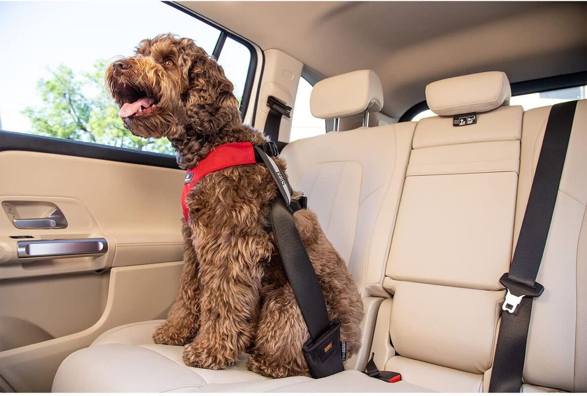 How To Keep Your Dog Safe In The Car