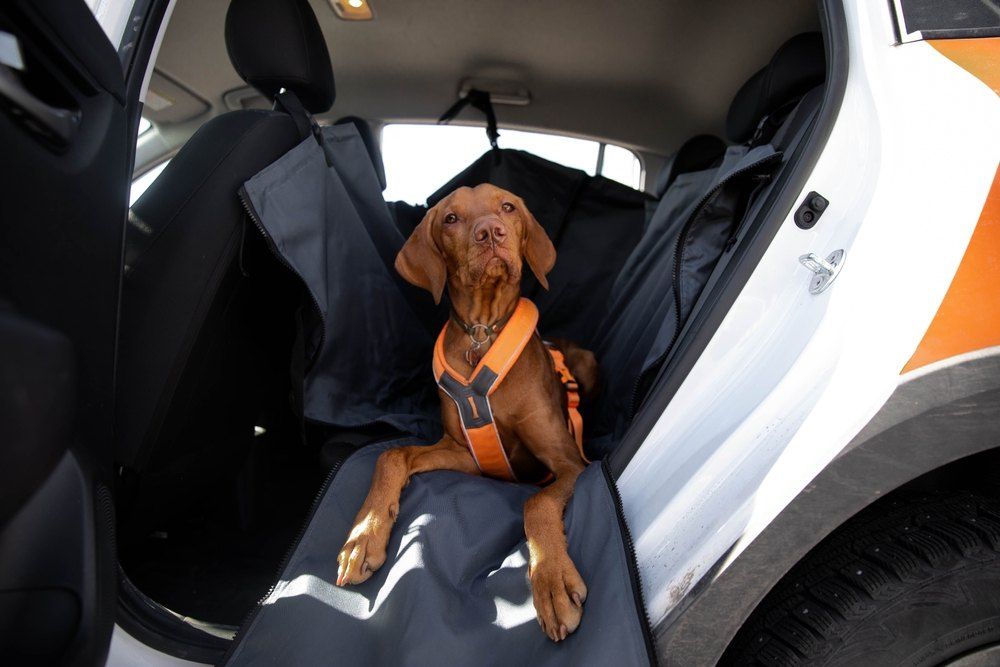 How To Keep Your Dog Safe In The Car